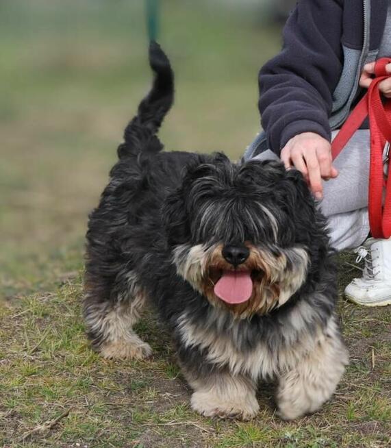 Kudłaty młody Gucio szuka domu!