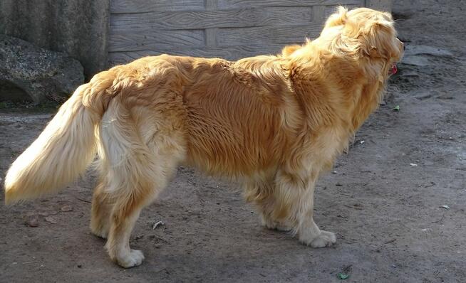 Golden retriever 14 miesięczny
