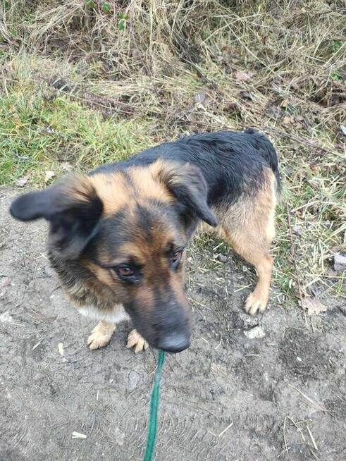 ZARA sunia w typie owczarka szuka domu