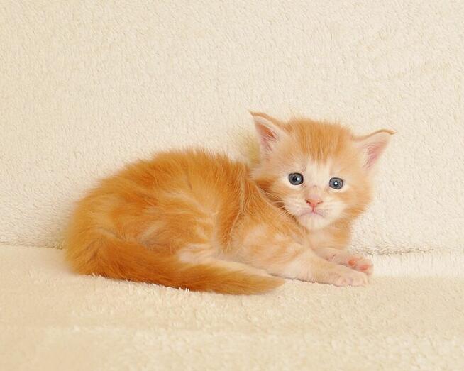 Przepiękny kocurek z rodowodem PZF/WCF - Legalna hodowla