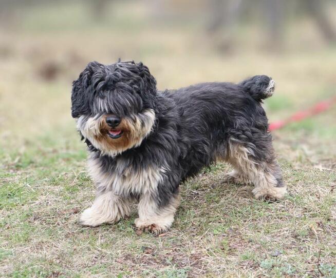 Kudłaty młody Gucio szuka domu!