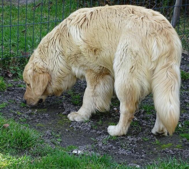 Golden retriever 14 miesięczny