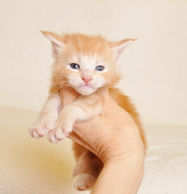 Przepiękny kocurek z rodowodem PZF/WCF - Legalna hodowla