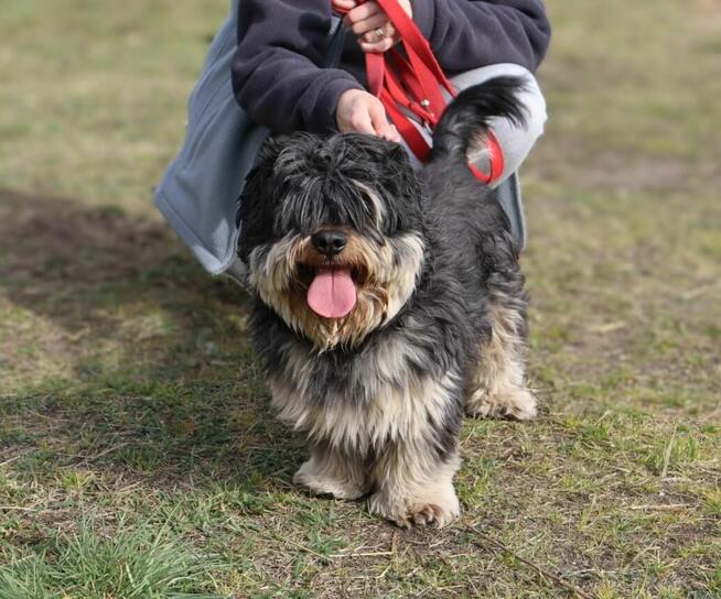 Kudłaty młody Gucio szuka domu!
