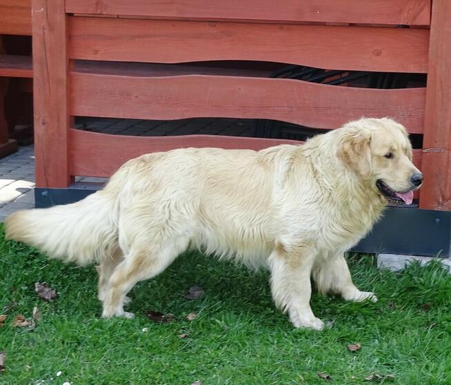 Golden retriever 14 miesięczny