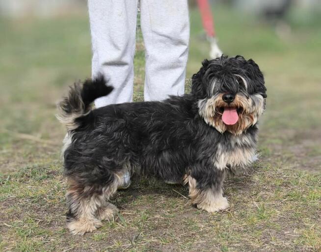 Kudłaty młody Gucio szuka domu!