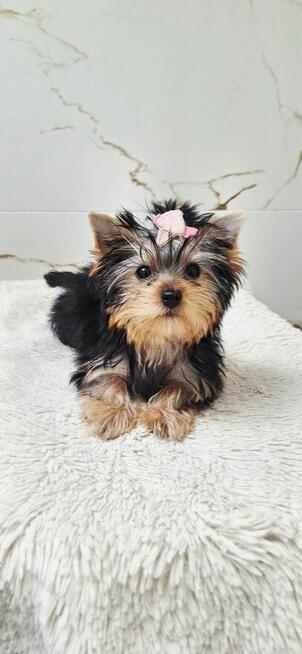 Piękna Malutka Sunia yorkshire terrier