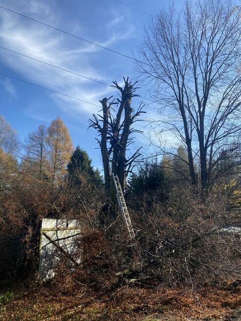 Wycinka podcinka drzew, pielęgnacja tuj, prace porządkowe