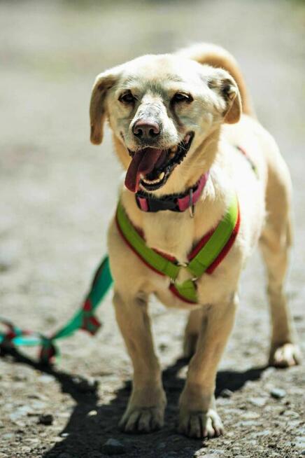 Dżeki - pies z Schroniska w Tychach. Adopcja. Szuka domu