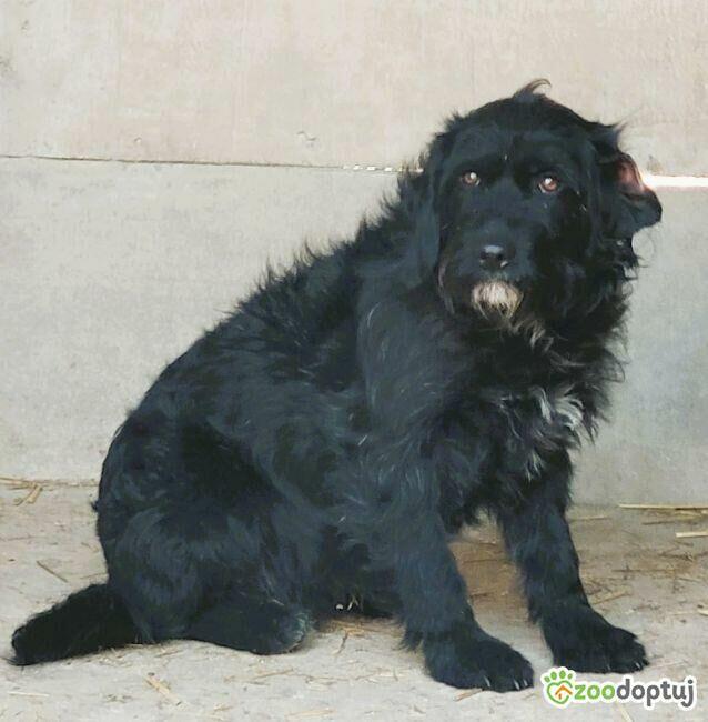 PUMBA - piękny psiak w typie sznaucera szuka domu