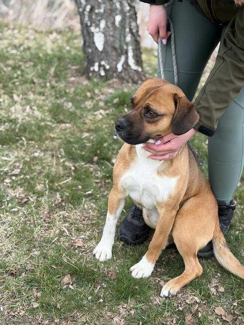 Box ok roczny wyjatkowy psiak czeka na adopcję Bełchatów