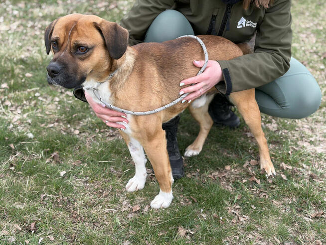 Box ok roczny wyjatkowy psiak czeka na adopcję Bełchatów