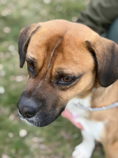 Box ok roczny wyjatkowy psiak czeka na adopcję Bełchatów