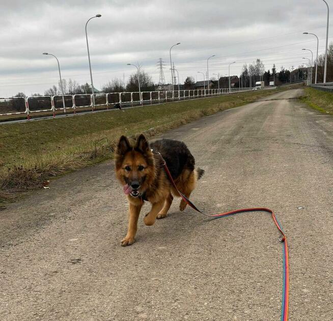 Tara - pies z Schroniska w Tychach. Adopcja. Szuka domu