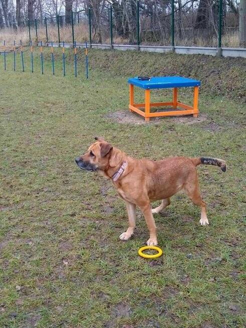 Saba - pies z Schroniska w Tychach. Adopcja. Szuka domu