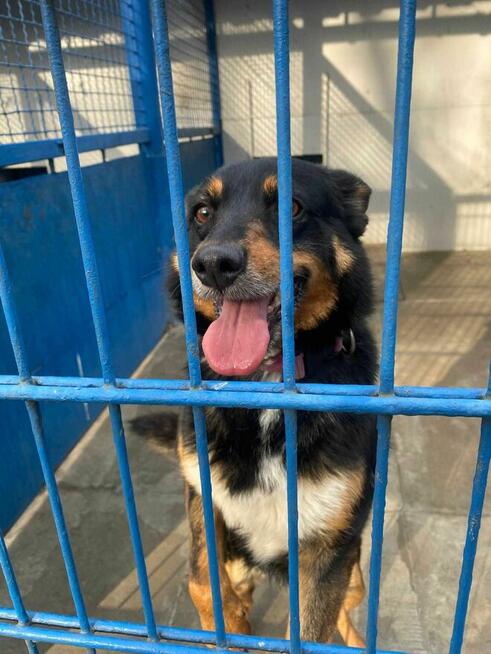 Sonia - pies z Schroniska w Tychach. Adopcja. Szuka domu