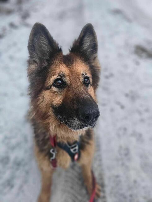 Tara - pies z Schroniska w Tychach. Adopcja. Szuka domu