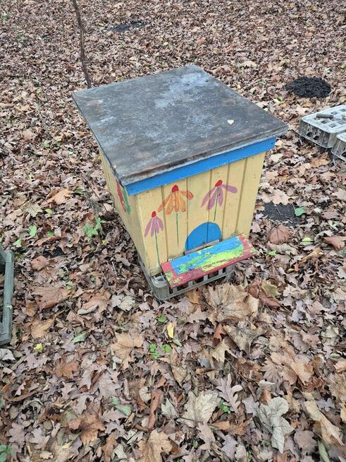 Syndyk sprzeda dwie pasieki - ule (35 szt. i 17 szt.)