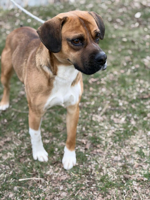 Box ok roczny wyjatkowy psiak czeka na adopcję Bełchatów