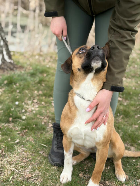 Box ok roczny wyjatkowy psiak czeka na adopcję Bełchatów