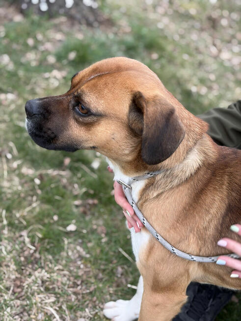 Box ok roczny wyjatkowy psiak czeka na adopcję Bełchatów