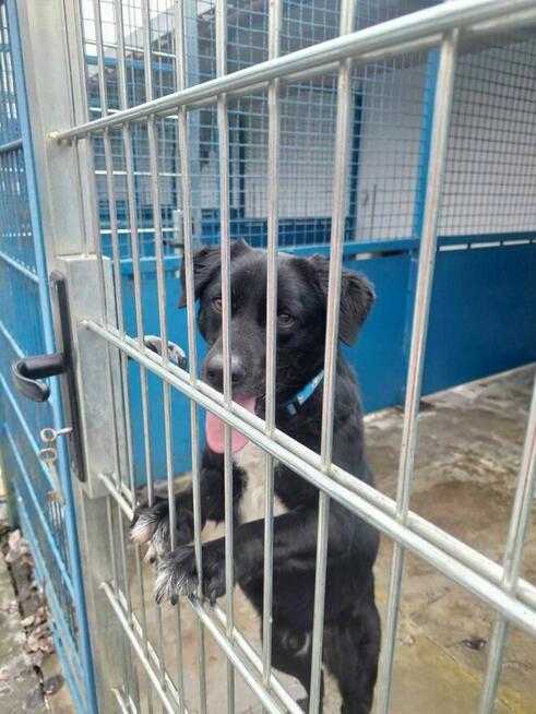 Miłosz - pies z Schroniska w Tychach. Adopcja. Szuka domu