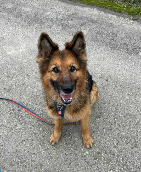 Tara - pies z Schroniska w Tychach. Adopcja. Szuka domu