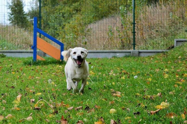Dżeki - pies z Schroniska w Tychach. Adopcja. Szuka domu