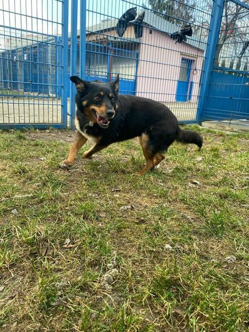 Sonia - pies z Schroniska w Tychach. Adopcja. Szuka domu