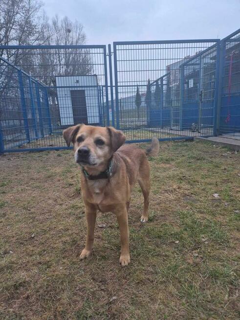 Michaś - pies z Schroniska w Tychach. Adopcja. Szuka domu
