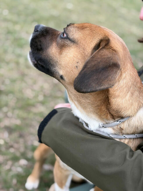 Box ok roczny wyjatkowy psiak czeka na adopcję Bełchatów