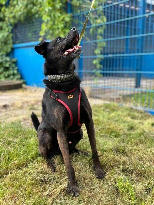 Rex - pies z Schroniska w Tychach. Adopcja. Szuka domu