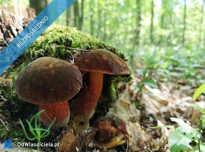 45 min od Warszawy (PKP, A2, S8), CPK 25 min., dz. budowlana 1700m, chodniki