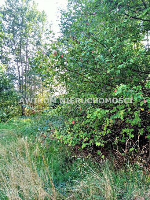 Działka leśna Książenice gm. Grodzisk Mazowiecki