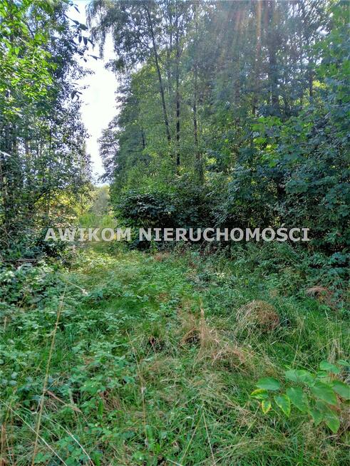 Działka leśna Książenice gm. Grodzisk Mazowiecki
