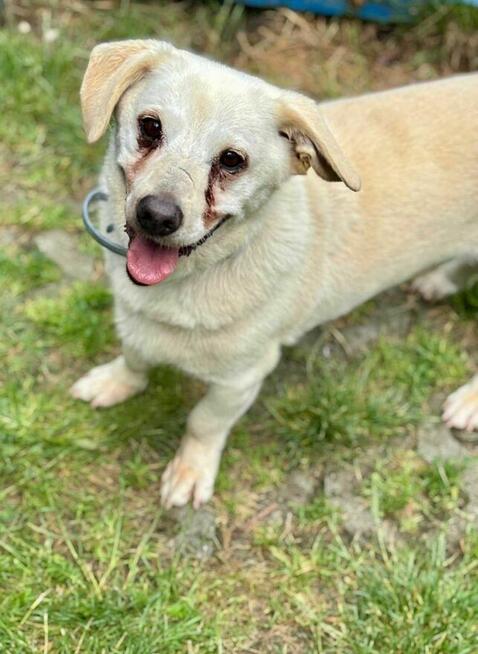 Dżeki - pies z Schroniska w Tychach. Adopcja. Szuka domu