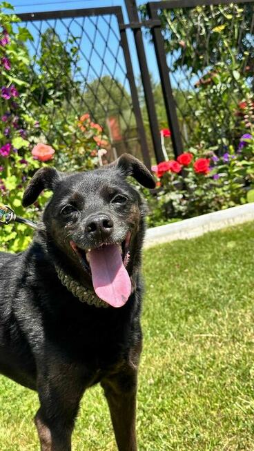 Rex - pies z Schroniska w Tychach. Adopcja. Szuka domu