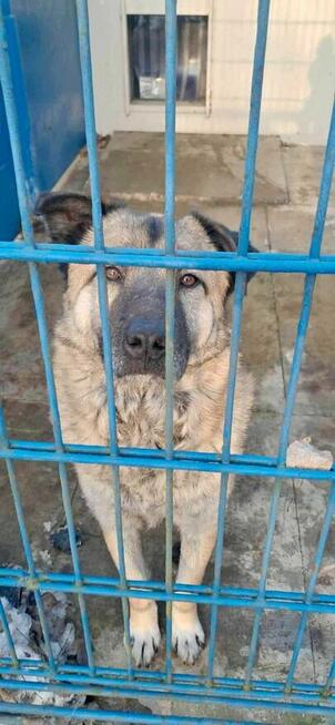 Miwan - pies z Schroniska w Tychach. Adopcja. Szuka domu