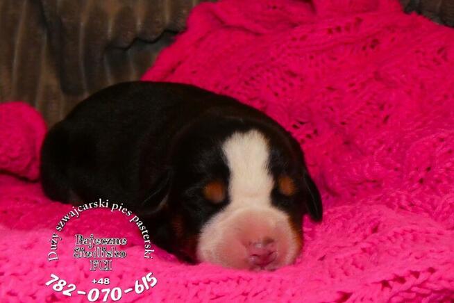 Duży szwajcarski pies pasterski DSPP hodowla szczeniak FCI