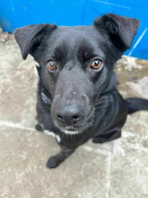 Mambo - pies z Schroniska w Tychach. Adopcja. Szuka domu