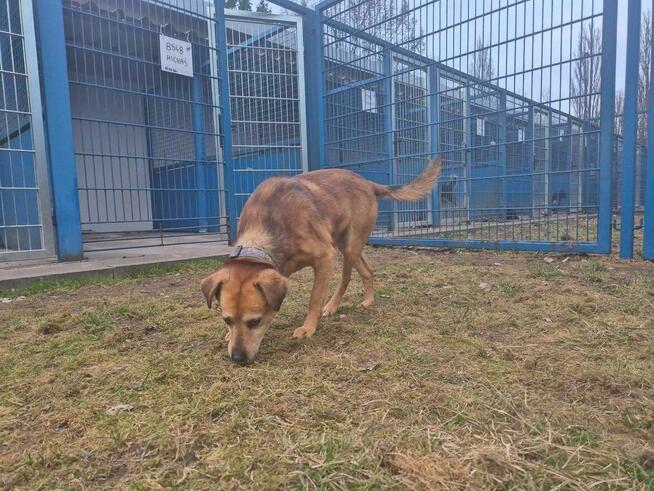 Michaś - pies z Schroniska w Tychach. Adopcja. Szuka domu