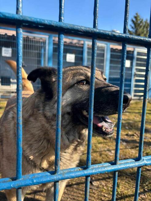 Miwan - pies z Schroniska w Tychach. Adopcja. Szuka domu