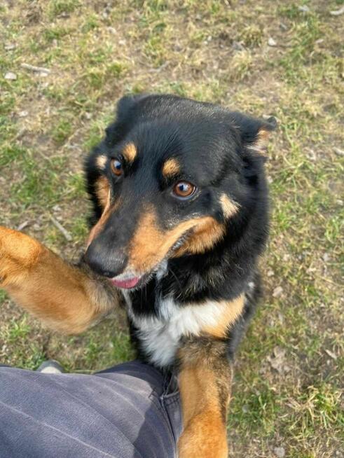 Sonia - pies z Schroniska w Tychach. Adopcja. Szuka domu