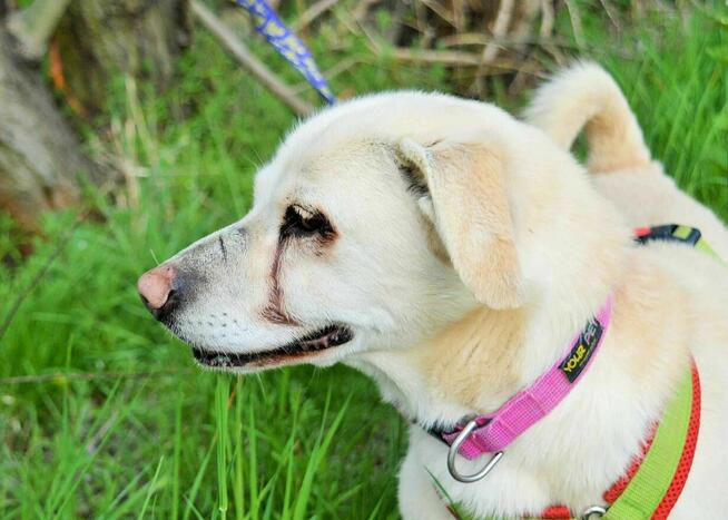Dżeki - pies z Schroniska w Tychach. Adopcja. Szuka domu