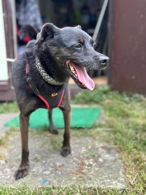 Rex - pies z Schroniska w Tychach. Adopcja. Szuka domu