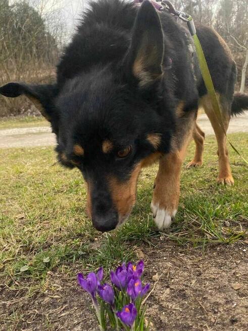 Sonia - pies z Schroniska w Tychach. Adopcja. Szuka domu