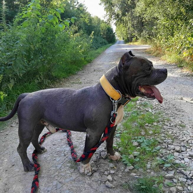 Dragon - pies z Schroniska w Tychach. Adopcja. Szuka domu