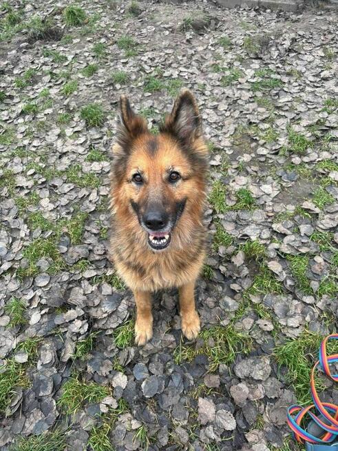 Tara - pies z Schroniska w Tychach. Adopcja. Szuka domu