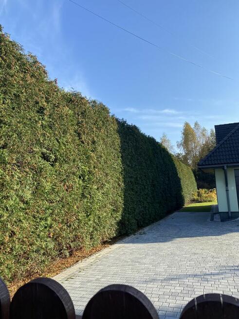 Wycinka podcinka drzew, pielęgnacja tuj, prace porządkowe