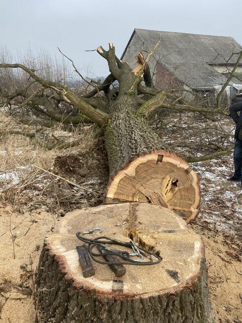 Wycinka podcinka drzew, pielęgnacja tuj, prace porządkowe